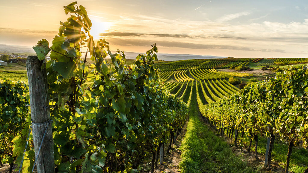 Vines of a vineyard near Horrweiler and Bingen in Rheinhessen at sunset