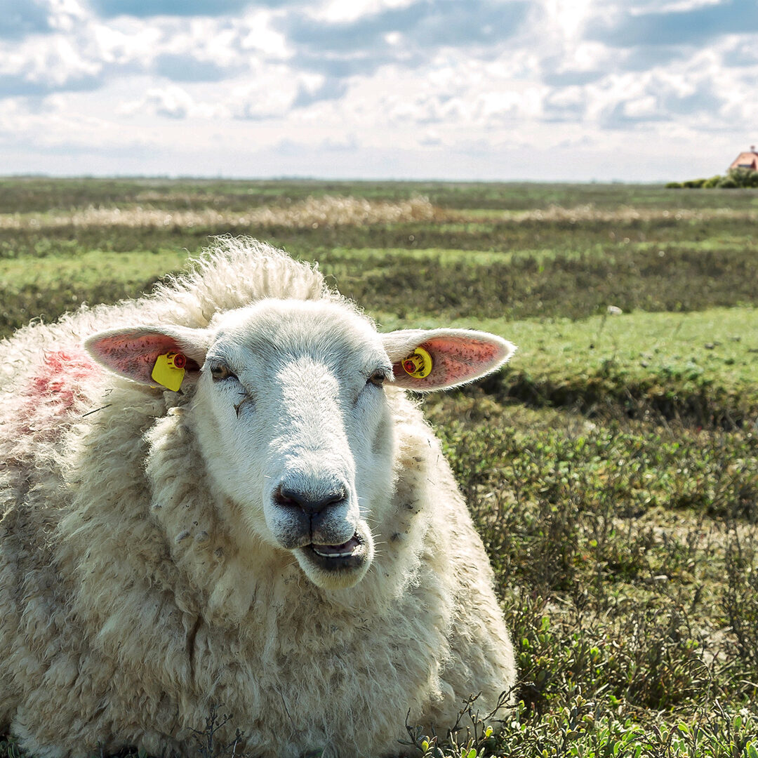 gemtliches Schaf in Nordfriesland